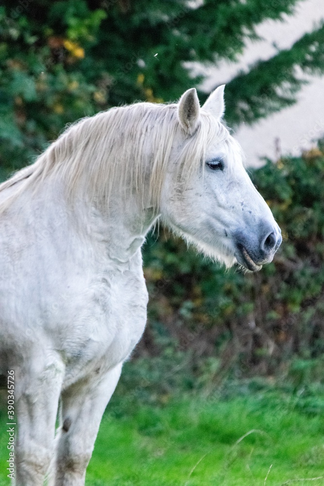 portrait of white horse in the grass portrait of white horse in the grass