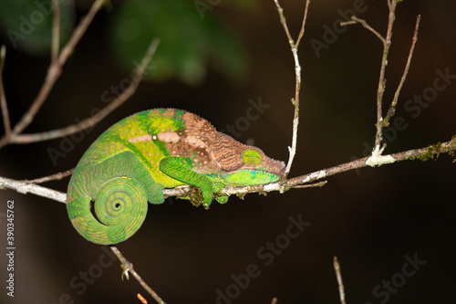 Colorful chameleon in a close-up in the rainforest in Madagascar