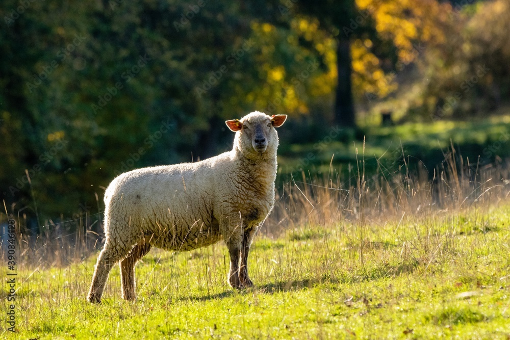 Obraz premium portrait of sheep in pasture