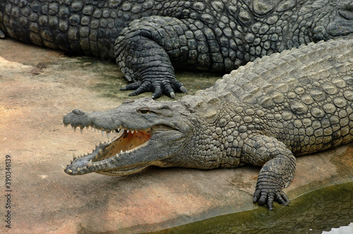 Dangerous crocodile near the water