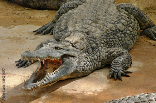 Dangerous crocodile near the water