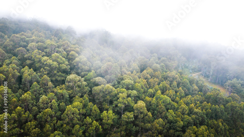 Fog covering a dense rainforest
