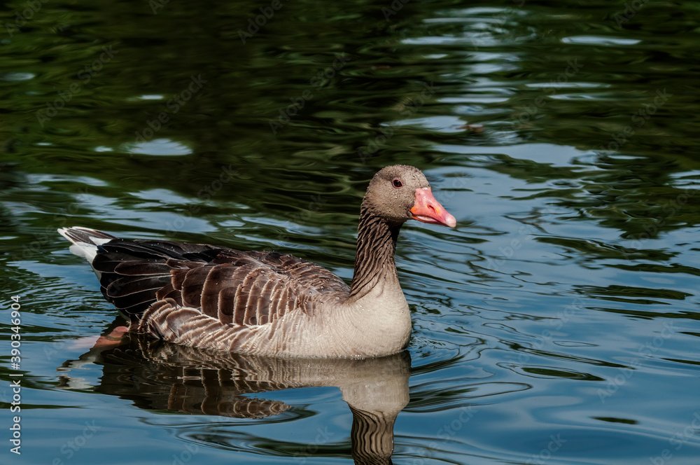 Greylag Goose (Anser anser) in park, Germany Greylag Goose (Anser anser) in park, Germany
