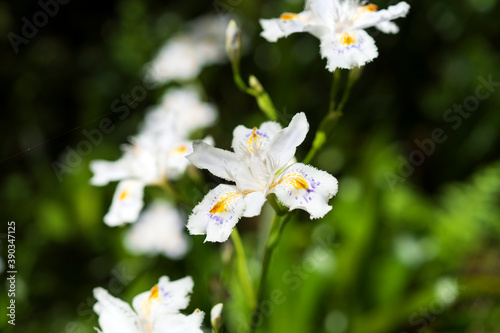 春の里山の花 シャガ