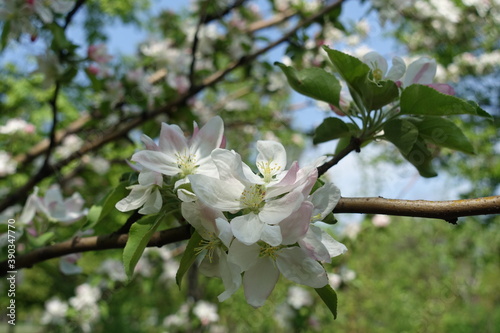 Light pink flowers of apple tree in April