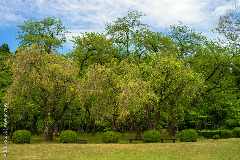 新緑に包まれていきいきとした春の里山のイメージ