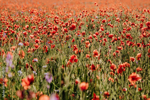 Red Poppy Wildflowers Field Botanical Landscape