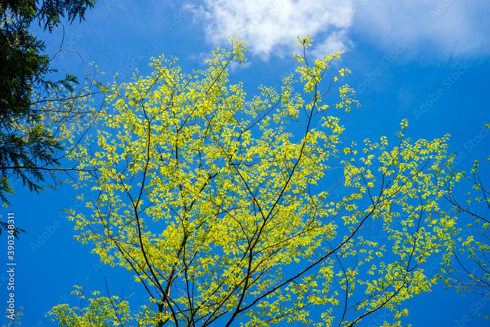 Fototapeta premium 新緑に包まれていきいきとした春の里山のイメージ