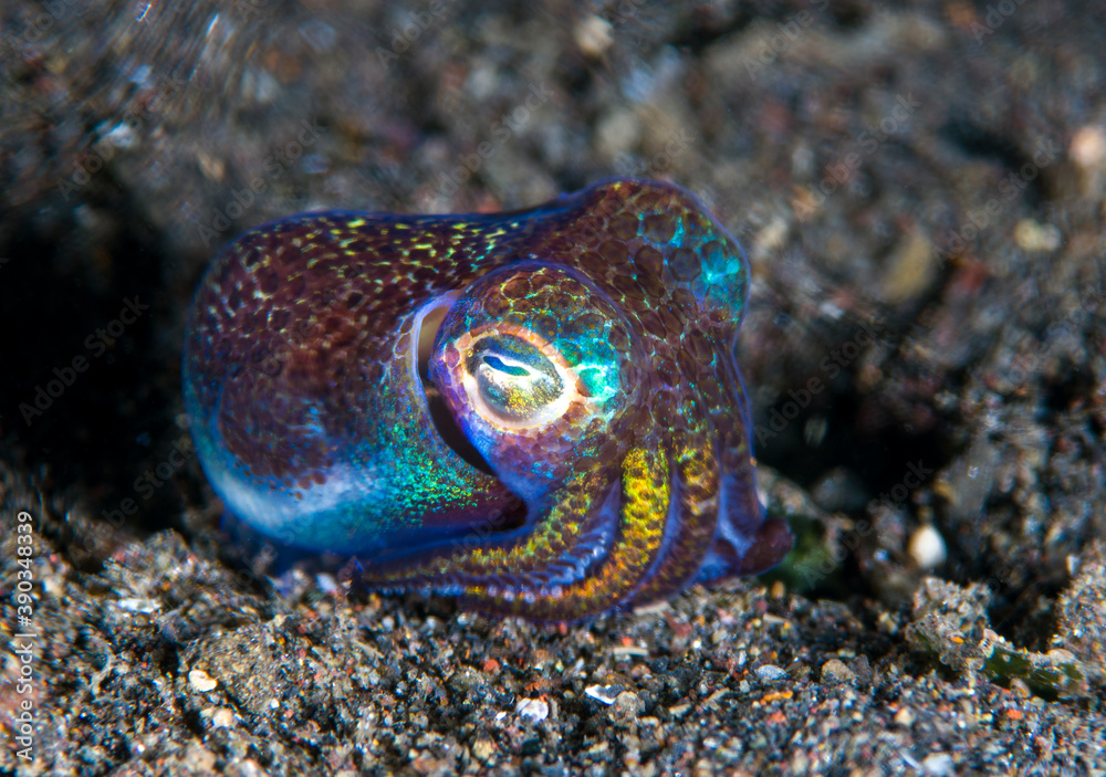 Berry's Bobtail Squid - Euprymna berryi in the night. Amazing underwater world of Tulamben, Bali, Indonesia. Berry's Bobtail Squid - Euprymna berryi in the night. Amazing underwater world of Tulamben, Bali, Indonesia.