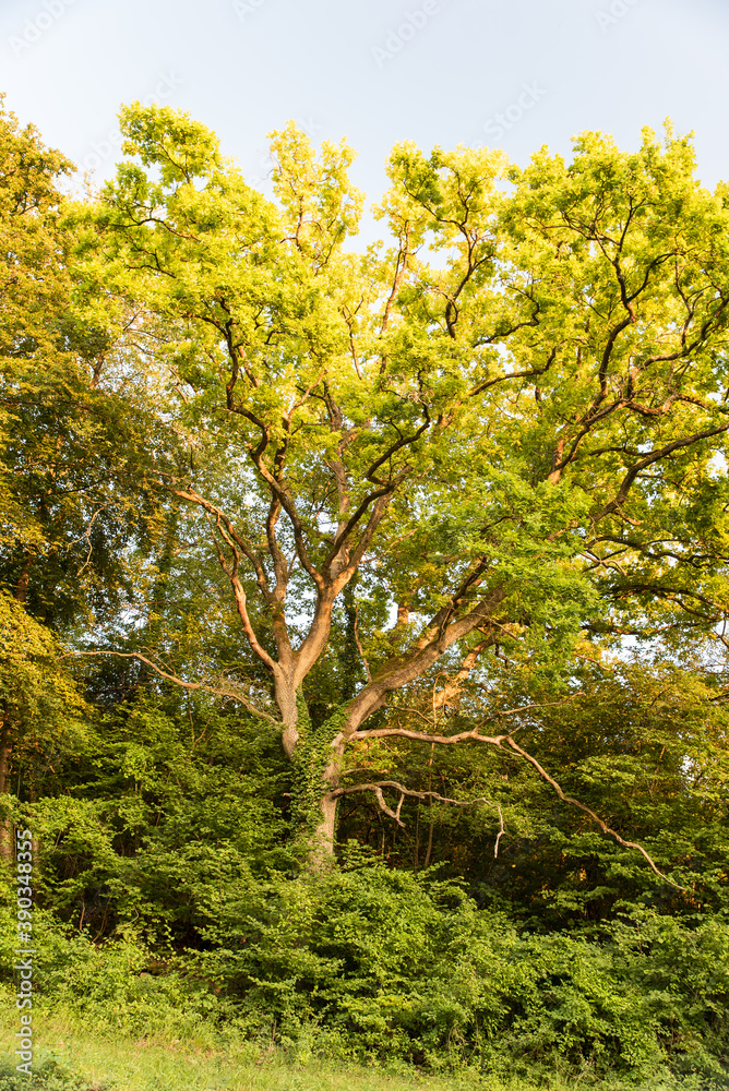 giant green oak in forest