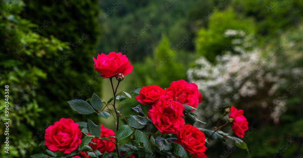 Red roses in the garden. Nature background.
