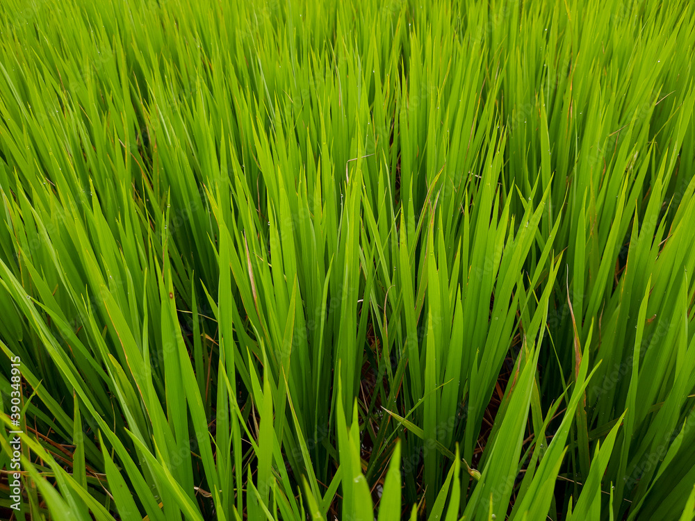 Obraz premium green rice field and over blue sky, beautiful green rice field in India. green grass landscape. green paddy field in India.
