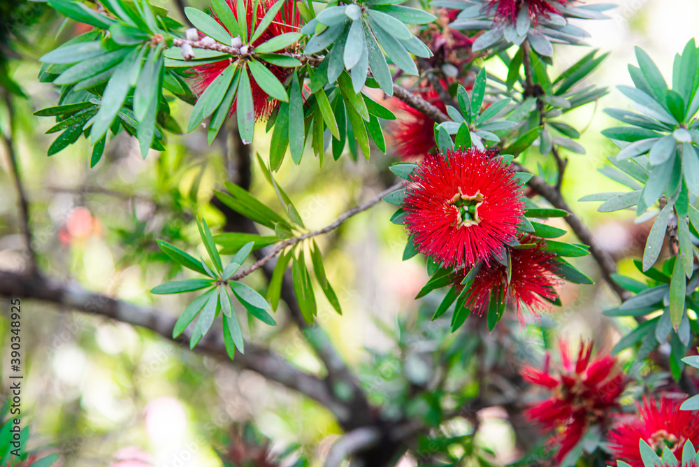 Red Bush willow, Combretaceae, Combretum erythrophyllum (Burchell) Sonder Red Bush willow, Combretaceae, Combretum erythrophyllum (Burchell) Sonder