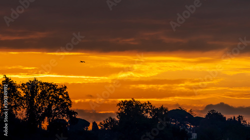 A bird flying against the colorful sky at the dawn of a new day  Tuscan countryside  Italy