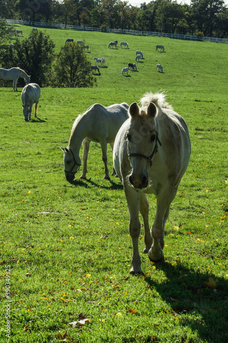 Lipizzaner horse portait, Lipica Stud farm, Slovenia, October 2016 photo