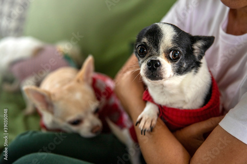 little Chihuahua sits quietly on the arms of his lovely owners . chihuahua in the arms of a girl.girl with a chihuahua dog in black