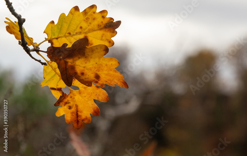 Oak leaves in autumn