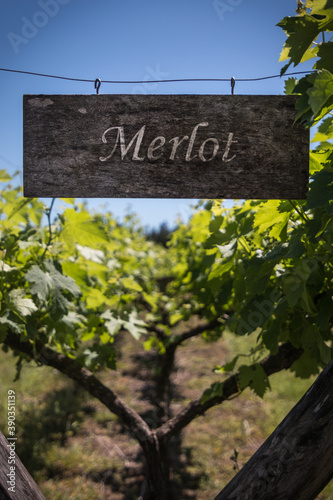 Merlot vineyard sign (ID: 390351139)