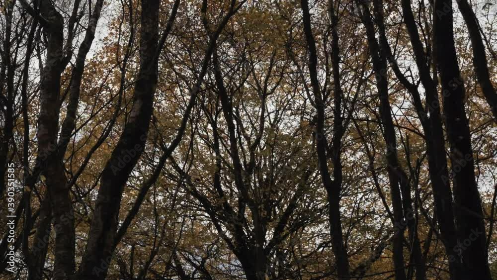 Dark autumn tree leaves background shot in strong winds Dark autumn tree leaves background shot in strong winds