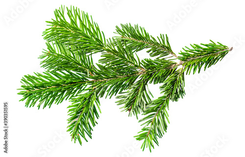 Fir tree branch isolated on white background. Christmas tree Spruce twig close up. Flat lay. Top view.