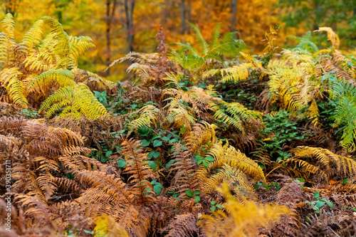 Farn Wedel Herbst Wald Unterholz Sauerland Deutschland Natur Hintergrund Symbol Sonne Licht Tod Kreislauf Niedergang Blätter Färbung selektive Schärfe Hintergrund Trauer Makro Details Struktur