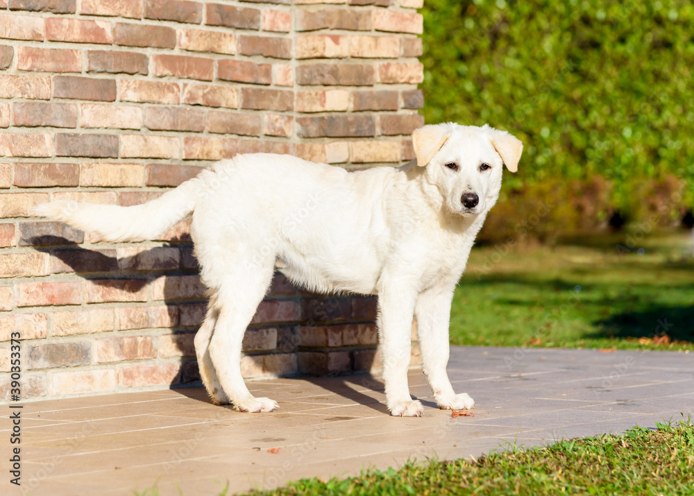 Cute white puppy dog, similar Labrador, standing near brick wall, outdoor in the garden. Cute white puppy dog, similar Labrador, standing near brick wall, outdoor in the garden.