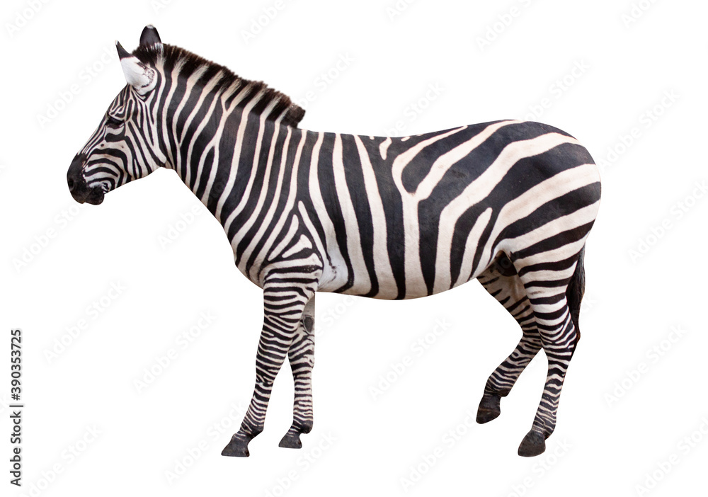 Fototapeta premium Zebra isolated on white background.