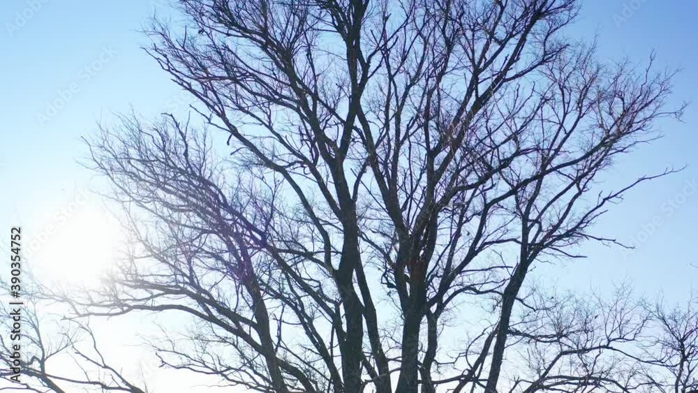 Autumn tree. Orbiting flight around the autumn tree with green lush grass around it Autumn tree. Orbiting flight around the autumn tree with green lush grass around it