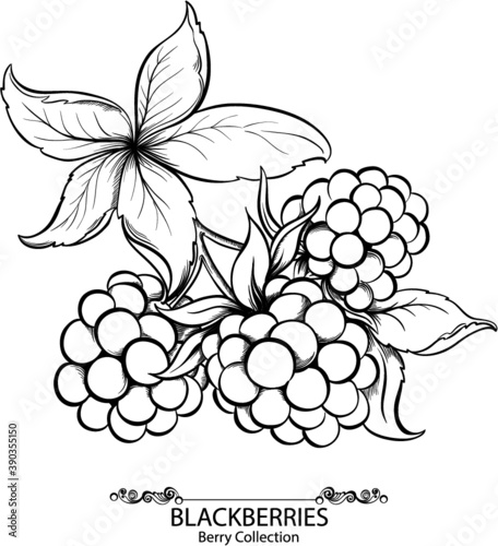 Blackberries. Vector illustration of ink hand drawn berry