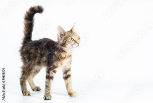 small tabby kitten stands and looks straight with its tail raised