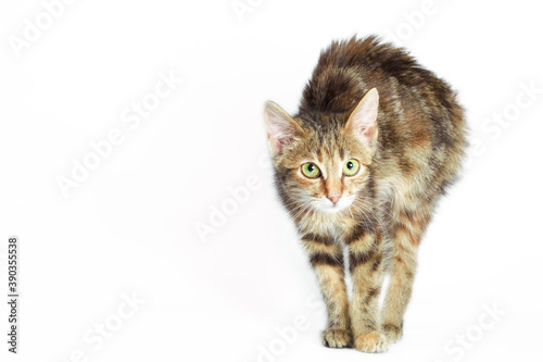 scared angry cat on a white background