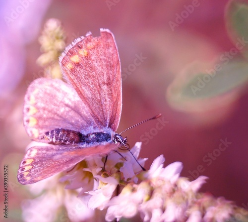 butterfly on pink flower © Станислав 