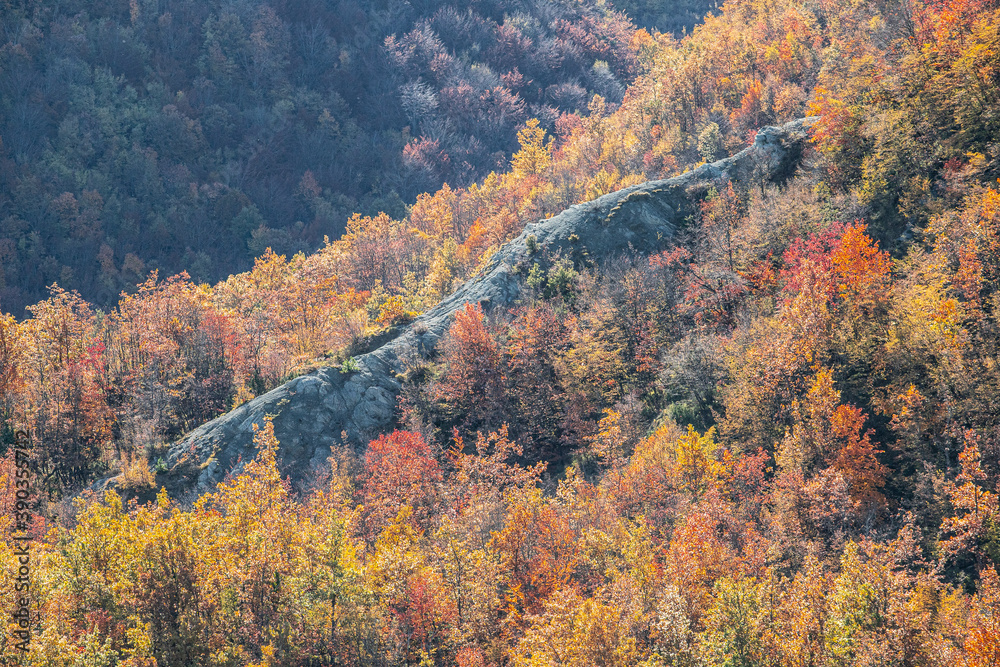 Fall Foliage into Foreste Casentinesi, Italy