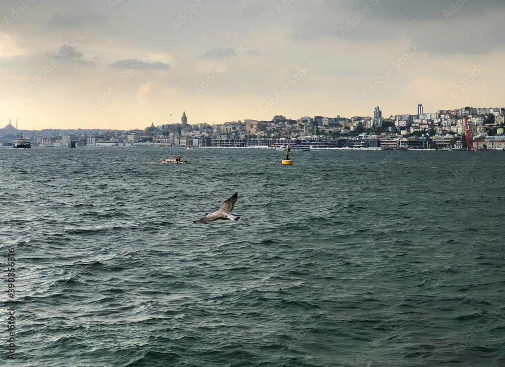 Seagull in bosphorus, Istanbul. October/2020
