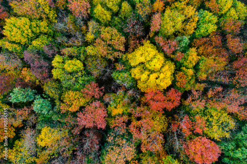Autumn forest with colorful trees. Aerial view © Anton Petrus