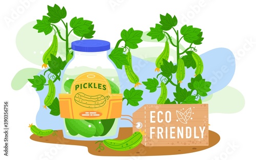 Pickles food jar vector illustration. Cartoon flat pickled cucumbers in marinade and fresh green cucumbers branches of agriculture harvest, eco friendly agricultural farmers food isolated on white