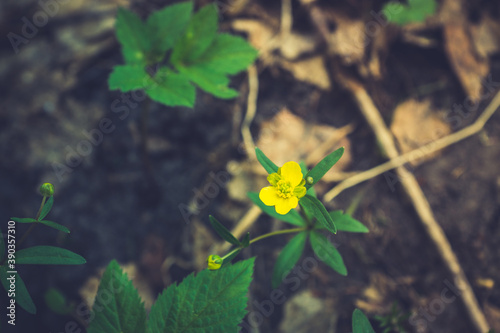 Meadow buttercup (Ranuculus acris) in the field. Spring morning. Selective focus. Shallow depth of field.