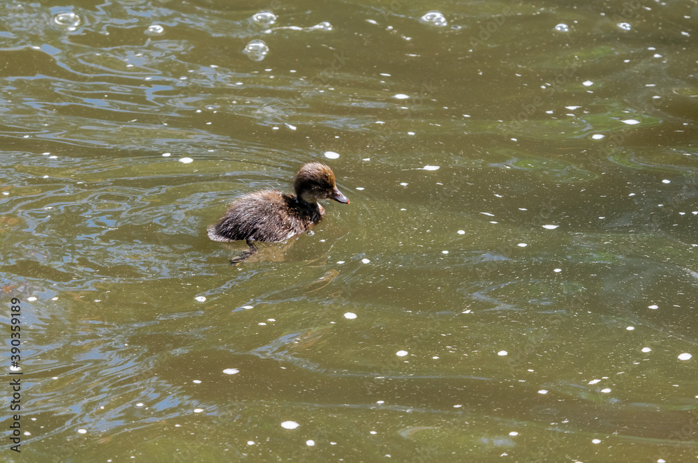 Tufted Duck (Aythya fuligula) duckling on lake Tufted Duck (Aythya fuligula) duckling on lake