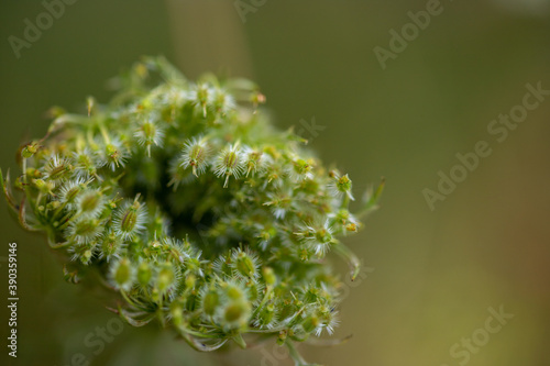 Macro image of closed sphondylium with blurred background photo