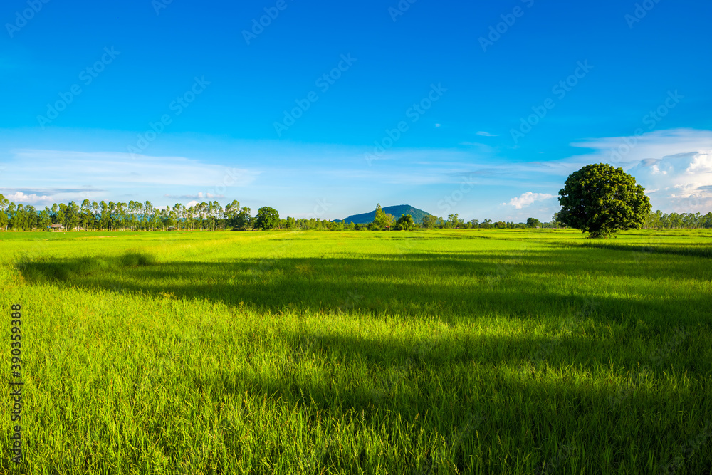 Fototapeta premium Green Rice Field in Sunlight and Lone Mango Tree