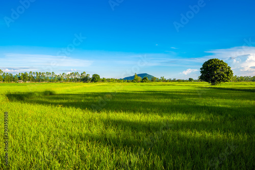 Green Rice Field in Sunlight and Lone Mango Tree