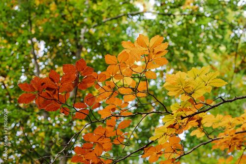 Farbiges Rotbuchenlaub (Fagus sylvatica) im Herbst / Buchenblatt / Herbstwald (in BaWü, Deutschland) || European beech / common beech foliage