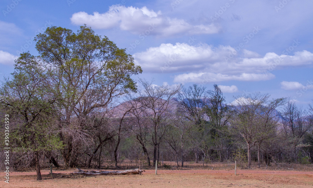 African wilderness landscape scene in the Limpopo province in South Africa image in horizontal format African wilderness landscape scene in the Limpopo province in South Africa image in horizontal format
