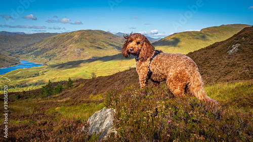Hill walking Cockapoo in Glen Finglas in the Trossachs National Park, Scotland