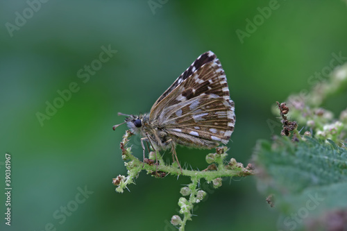 Aegean Bouncy butterfly / Pyrgus melotis © mylasa