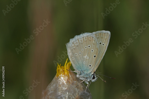 Polytheistic Dafnis butterfly / Polyommatus daphnis photo