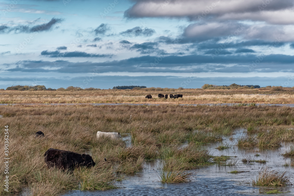Cows grazing in the meadows wetlands of Skjern in Denmark