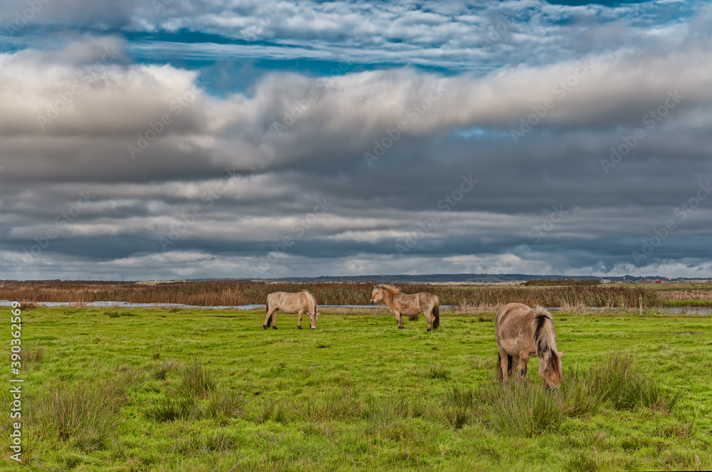 Wild horses in the meadows of Skjern in Denmark