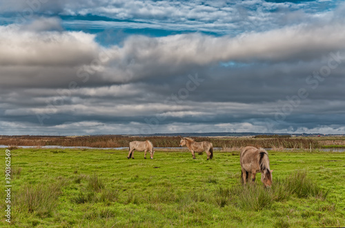 Wild horses in the meadows of Skjern in Denmark © Frankix