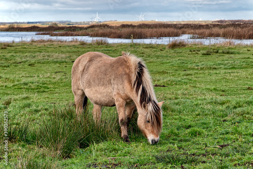 Wild horse in the meadows of Skjern in Denmark